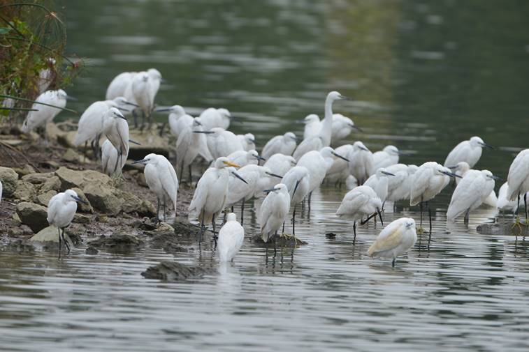 海珠湖鹭鸟 (300)